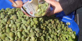 İlkbaharın Geldiğini Müjdeleyen 12 Kıpır Kıpır Şey