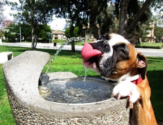 thirsty-dog-and-fountain