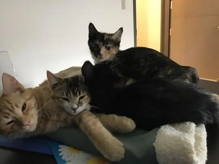 vet-office-cat-calms-patients-ron-1