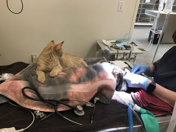 vet-office-cat-calms-patients-ron-6
