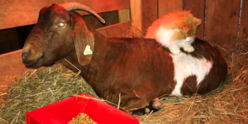 Keçi Dostunun Yavrularına Dadılık Yapan Pofidik Kedi: Pretty Boy