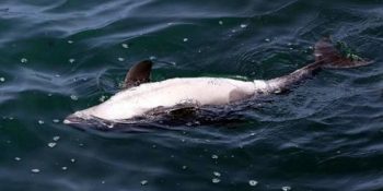 Zonguldak’ta Balıkçıların Avlayacakları Balıkları Yedikleri İçin Kurşunlanan Yunuslar