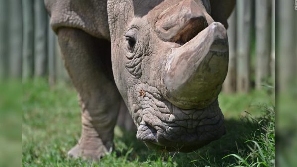 170426034110-endangered-rhino-goes-on-tinder-to-find-a-mate-holmes-pkg-00014527-full-169