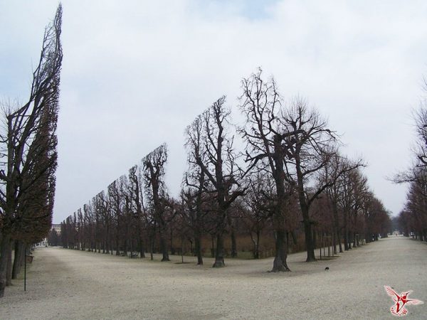 18-Trees-in-Schonbrunn-Park