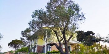 İzmir Belediyesi’nden Doğa Dostu Yeni Bir Ekolojik Hamle; Zeytin Okulu