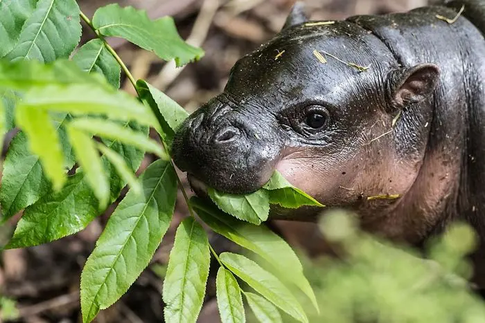 2015-Pygmy-Hippo-FEAT-5908561a1a6a1__700