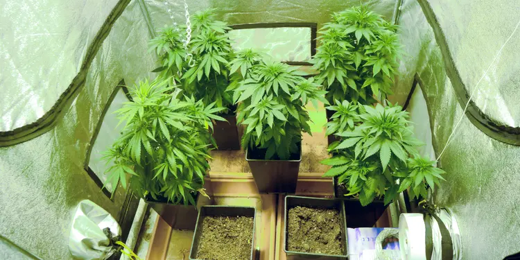 Home Grown Cannabis plants.