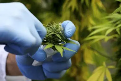 5-cannabis-broken-bones