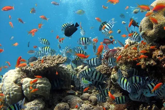 Amazon-Reef-reveals-first-images-of-new-coral-system