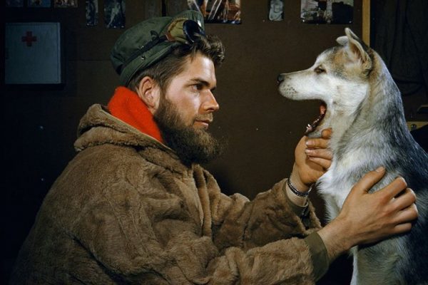 Bir-adam-10-aylık-Alaskan-Malamute-köpeğinin-dişlerini-kontrol-ediyor-Güney-Kutbu-1957