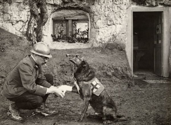 Bir-asker-İlkyardım-köpeğini-tedavi-ediyor-Birinci-Dünya-Savaşı-1917