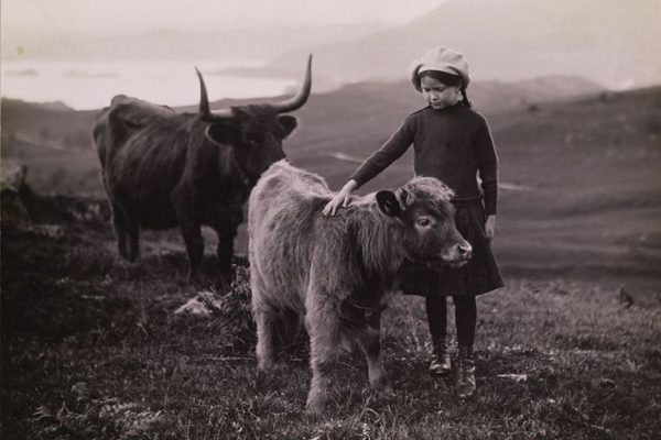 Bir-buzağıyı-seven-kız-İskoçya-1918