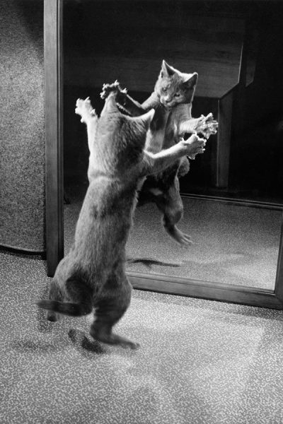 Bir-kedi-1964