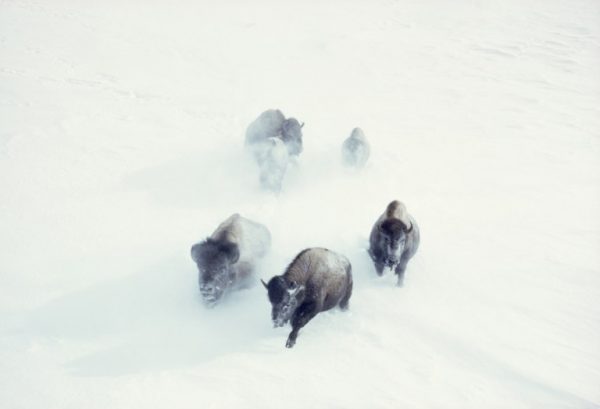 Bisonlar-Yellowstone-Milli-Parkı-1967.