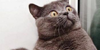 Nedenini Merak Ettiğiniz 11 Garip Kedi Davranışı ve Sebepleri
