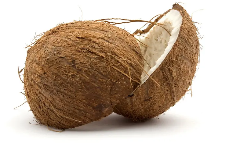 Coconut (1)