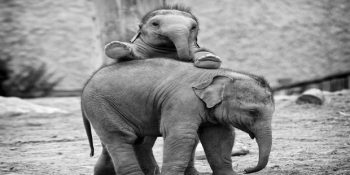 Gördüğünüzde Yüzünüzde Kocaman Bir Gülümseme Yaratacak 10 Fil Yavrusu