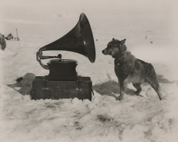 Gramofon-dinleyen-bir-köpek-Güney-Kutbu-1911