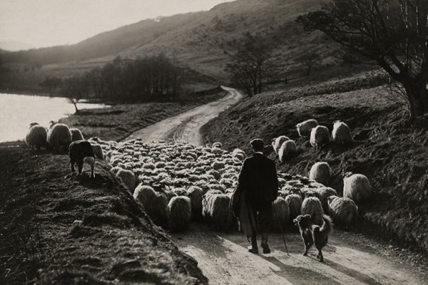 Koyun-sürüsü-ve-bir-çoban-İskoçya-1919