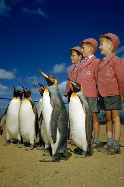 Londra-Hayvanat-Bahçesinde-penguenler-ve-çocuklar-1953
