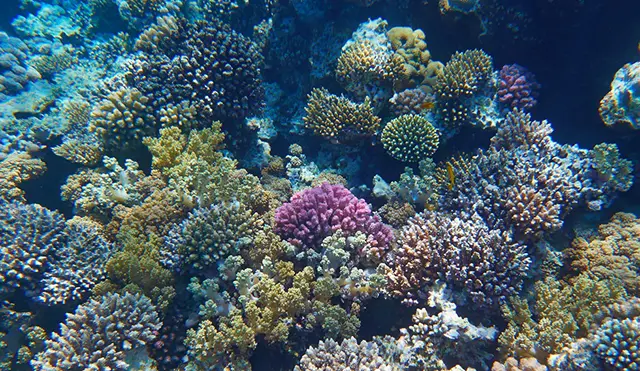 OPENER-amazon-coral-reef-discovered1