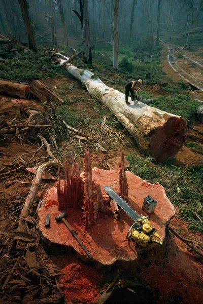 Ormancı-Avustralya-1962