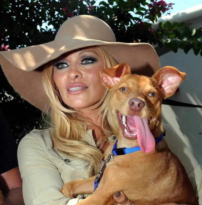 Pamela-Anderson