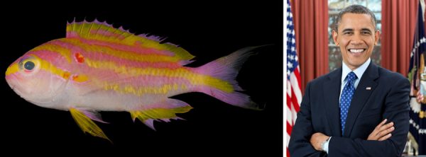 Tosanoides-obama-coral-reef-basslet-comparison-1