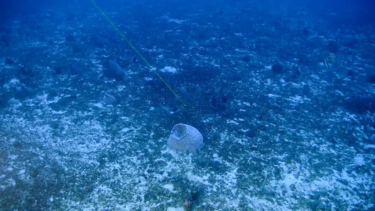 amazon-reef