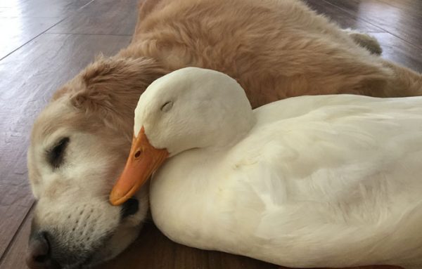 animal-friends-dog-barclay-pekin-duck-rudy-2