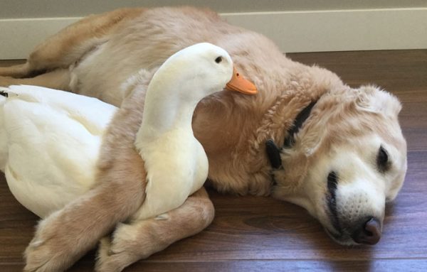 animal-friends-dog-barclay-pekin-duck-rudy-3