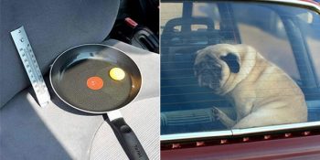 Yazın Köpekleri Arabada Bırakmanın Yanlışlığına Dikkat Çeken Çarpıcı Deney