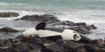 Denizlerdeki Plastiğin Zehirlediği Balina Lulu ve Çevre Kirliliğinin Vahim Durumu