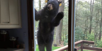 Brownie Kokusuyla Mest Olan Connecticutlı Ayıcığın Kalp Eriten Çabası