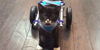 Doğuştan İki Bacakla Hayata Sarılan Minik Kedi Cassidy’nin Süperkediliğe Uzanan Hikayesi