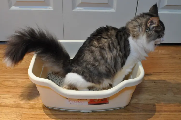 cat-in-litterbox