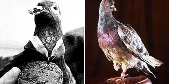 Cephede 194 Askerin Hayatını Kurtaran Kahraman Güvercin Cher Ami’nin Cesur Hikayesi