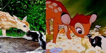 Çizgi Filmlerdeki Efsane Tatlı Hayvanların Gerçek Hayattaki Benzerleri ve Dostlukları