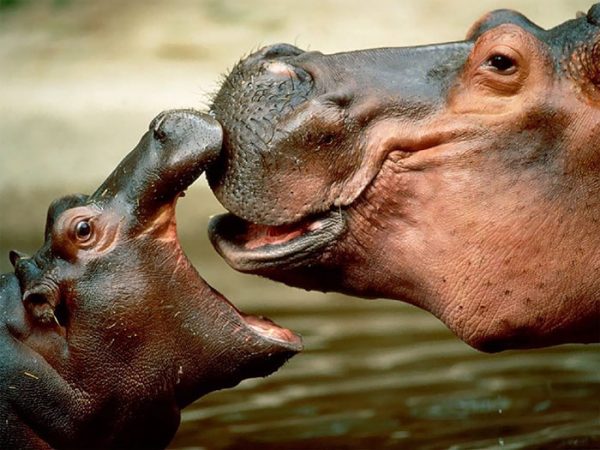 cute-baby-hippos-135-59086de218018__700