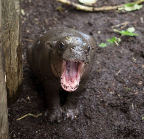 cute-baby-hippos-155-59088d2fa6401__700