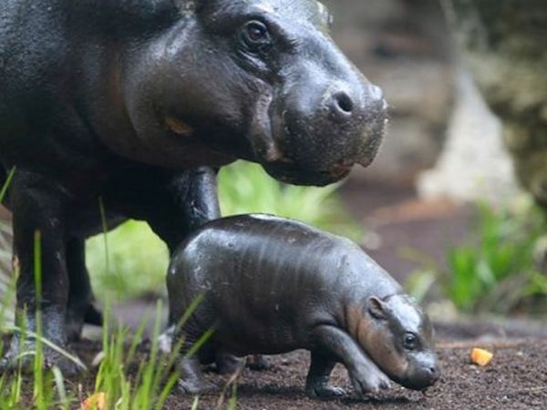 cute-baby-hippos-2-5908272817759__700