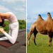 Hayvan İsimlerini Taşıyan Yoga Pozlarını Yapan İnanılmaz Esnek Kadın