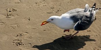 Martının Ağzından Düşürdüğü Cipsin Aslında Canlı Olduğunu Fark Eden ve Hayat Kurtaran Kız