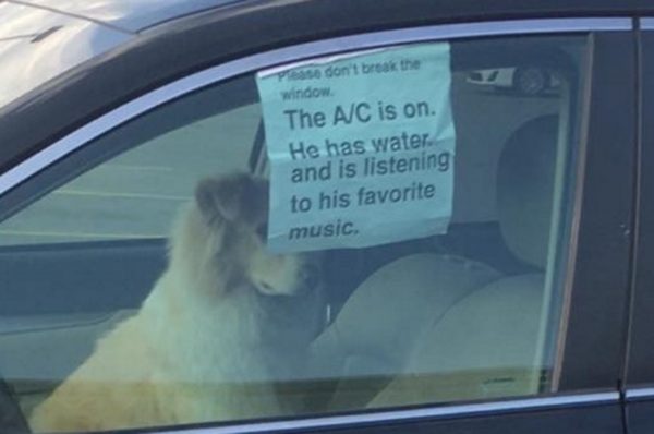dog-in-parked-car