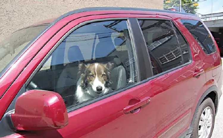 dog_in_car