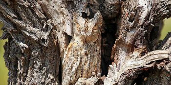 Doğanın Kamuflaj Konusundaki Ustalığını Kanıtlayan 27 Etkileyici Fotoğraf