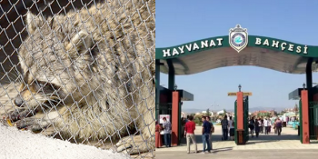 Eskişehir’de Rakuna Elektrik Veren Hayvanat Bahçesinin Daha Önceki Korkunç Vukuatları