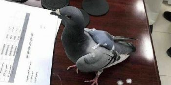 Uyuşturucu Kaçakçılığından Suç Üstü Yakalanıp Tutuklanan Torbacı Güvercin