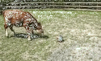 giphy (1)