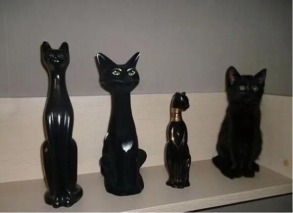 gizlenen-kedi